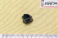 藏品(麂下臼齒)的圖片